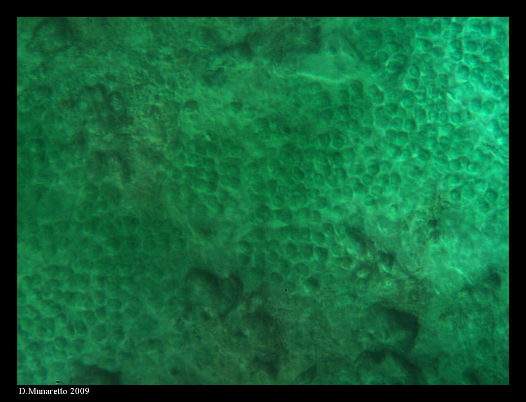 Agglomerato di Alghe...Blu?